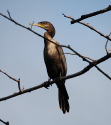 Neotropic Cormorant